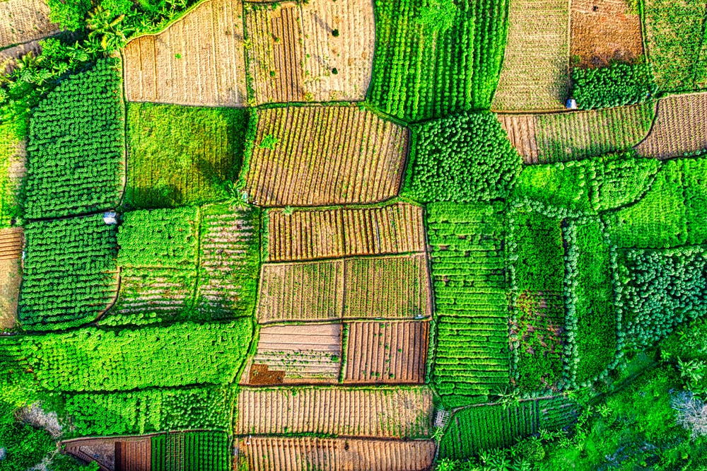 View from above many green garden plots.