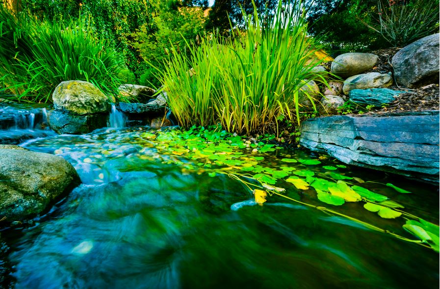 Lansing Community College's coi pond in the summer with bright green lilly pads and tall grasses.