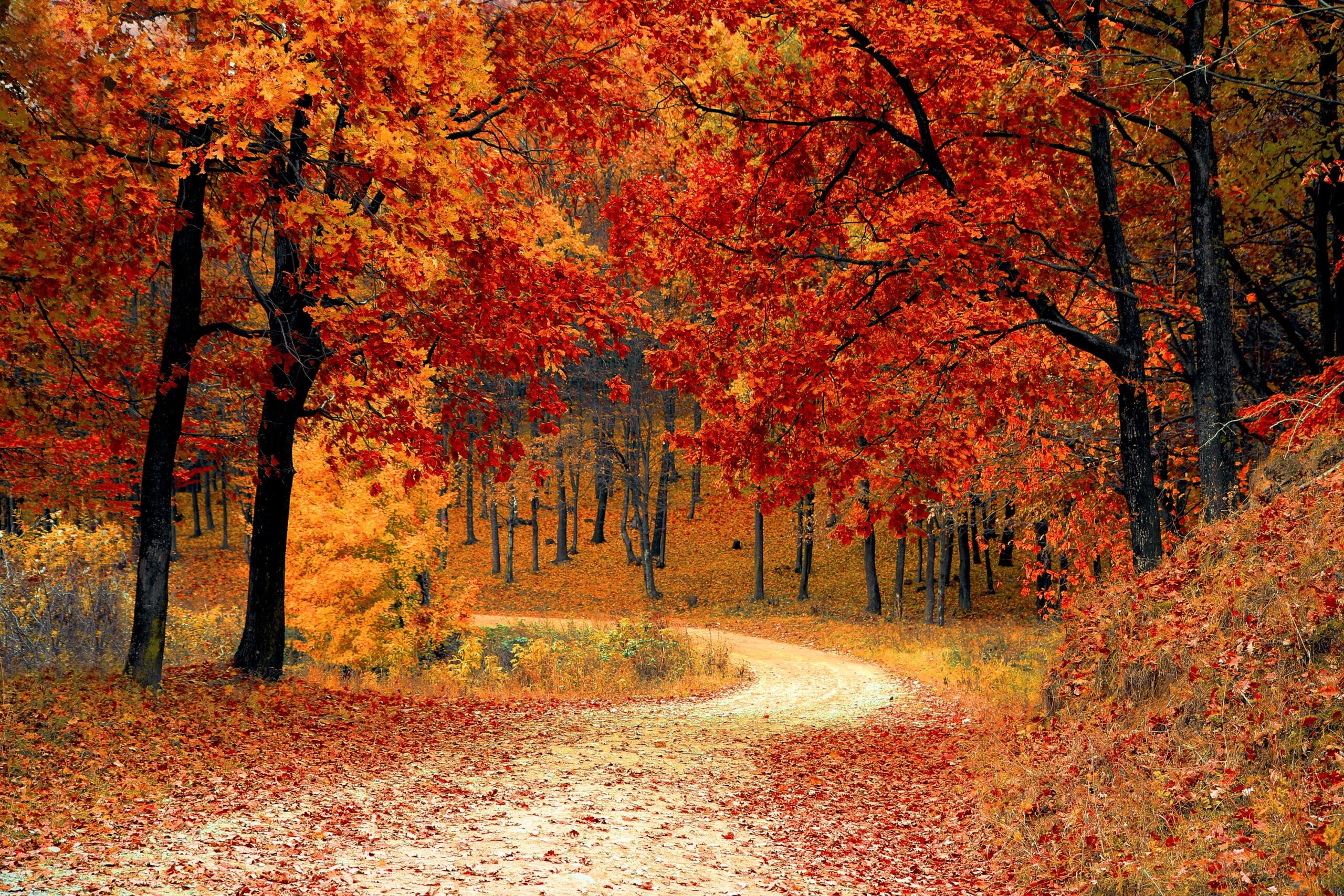 A winding path through a forest in the autumn. The leaves are bright yellow, orange, and red.