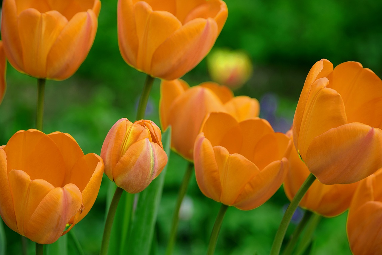 Orange tulip flowers on green stems