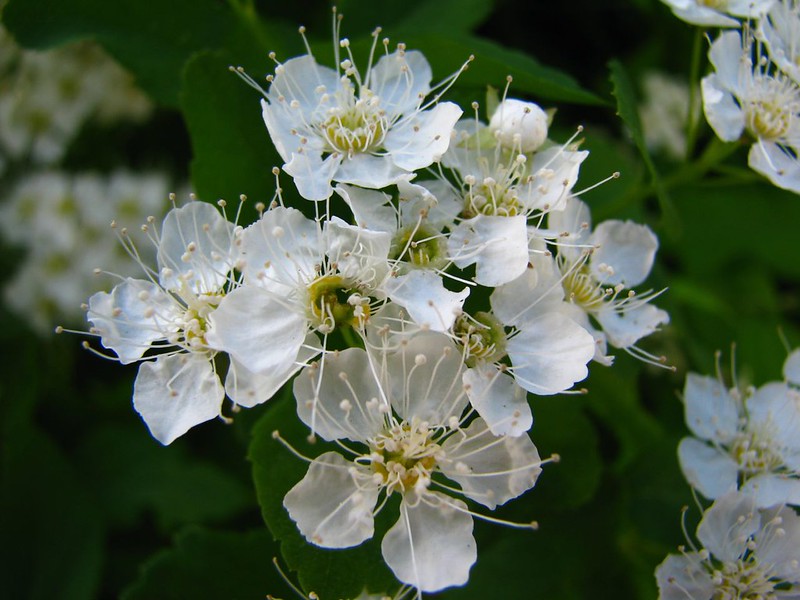 a group of white spring flowers with small yellow centers