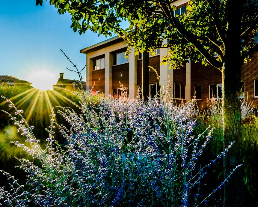 Sunrise on Lansing Community College campus. Outdoor landscape with LCC building in background and purple Russian Sage plants in foreground.